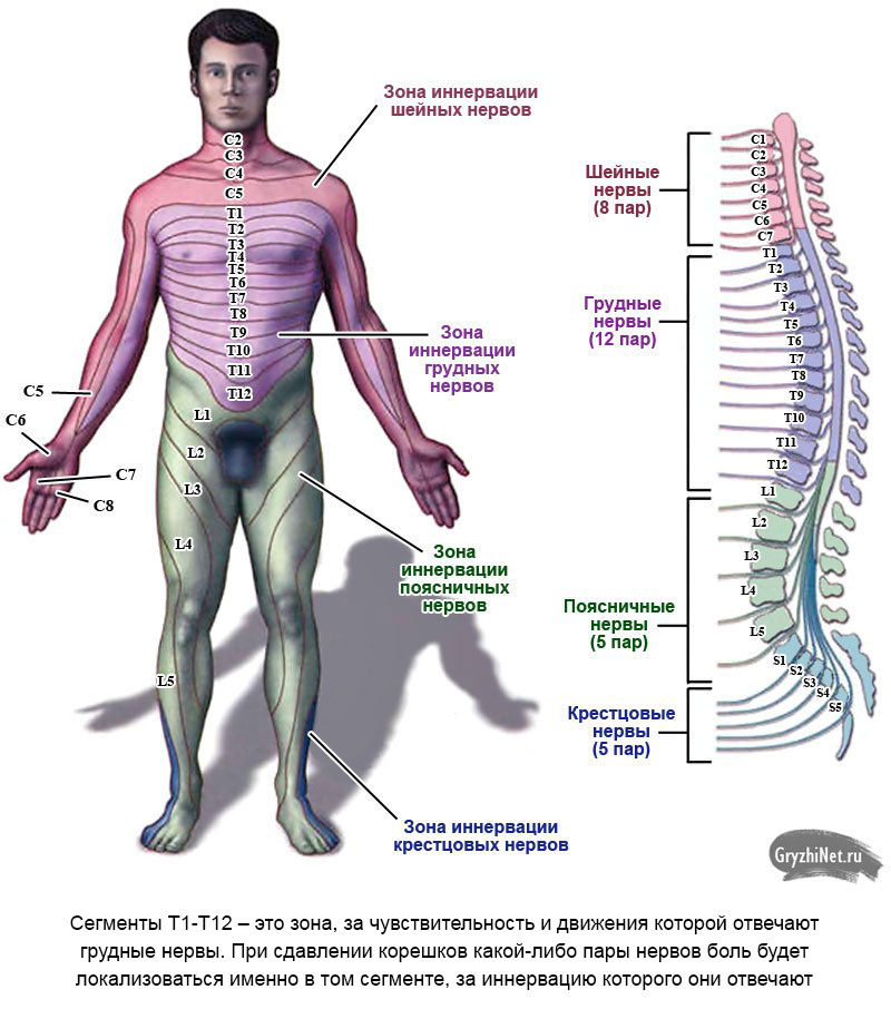 схема иннервации позвоночных нервов